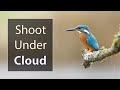 Bird Photography Lighting: How to Use Overcast Light (Part 3 of 3)