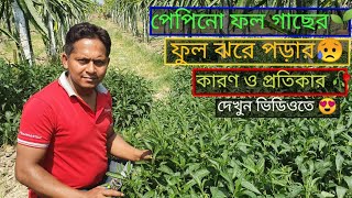 পেপিনো ফল গাছের ফুল ঝরে পড়ার কারণ কী। পেপিনো ফল। পেপিনো গাছের পরিচর্যা।পেপিনো ফল গাছের সার প্রয়োগ।