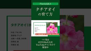 ☘262：【Q\u0026A】タチアオイの育て方｜管理する上での注意点や作業は？水やりや肥料などの管理方法もご紹介