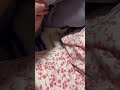 掀开被子那一瞬间，我的心被萌化了！ cat funnycat