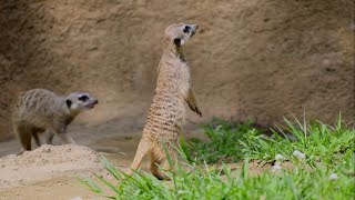 ［Meerkat］ミーアキャット千葉市動物公園（2022年7月）