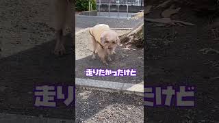 がんばれシニア犬チョッパー！ #トイプードル #シニア犬の日常 #可愛い家族 #お散歩