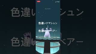 ポケモンGO リボンを付けた特殊な 色違いクマシュンを色違いツンベアーへ進化！　#ポケモンgo #ポケモン #ポケgo