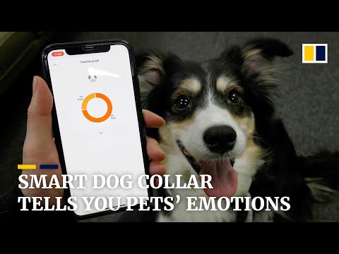 Smartphones can help decipher your pet's feelings