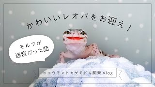 かわいいレオパをお迎え！モルフが迷宮だった話【ヒョウモントカゲモドキ飼育Vlog】