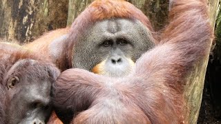 大きなオランウータンを独り占めしたいオランウータン/ Orangutan wants to hog the big orangutan