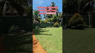 garden service #naturalgrass #landscaping #grass #grassfinished #ඔබගේ මිදුලටත් තණකොළ අල්ලා ගමුද