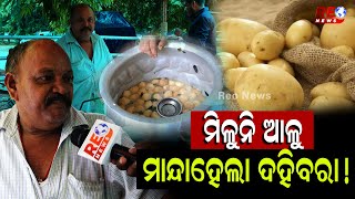 ମିଳୁନି ଆଳୁ ମାନ୍ଦା ହେଲା ଦହିବରା  #odisha #reonews