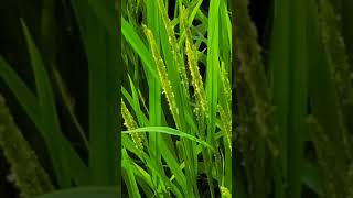 #rice plant flower #ear of rice plant #벼꽃 #벼이삭 #shorts