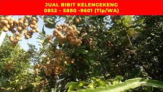 TLP/WA: 0852-5880-9601 (Tsel),  Jual Bibit Kelengkeng Jember