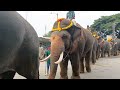 mysore dasara elephants 2024 morning walk 🙏🙏