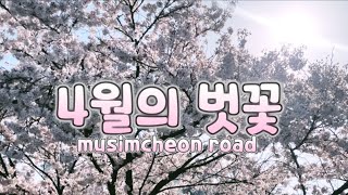 🌸사월의 벗꽃 musimcheon-gil 🌸봄을 가장 화려하게 장식하는벗꽃 🌸