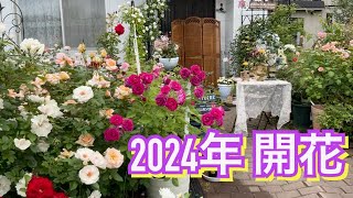 【薔薇開花2024年】愛情で開花したオススメの#バラ