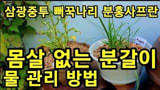 삼광중투뻐꾹나리 분홍샤프란 합식 후유증 없는 분가리 흙배합 물 관리