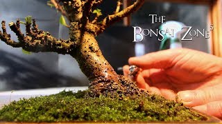 Bougainvillea Bonsai, Defoliation and Pruning, Nov 2018