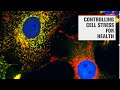 Curbing the cell stress response: a new frontier in inflammation research