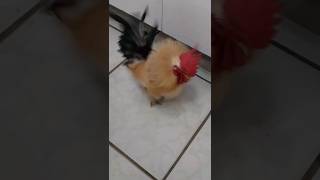 #shorts O CANTO DO GALO GARNIZÉ NAGASAKI  - É  muito lindo!!🐓#animalsvideo #viral