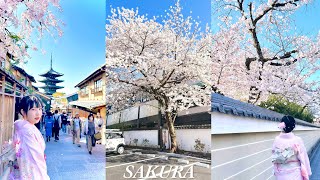 🇯🇵日本♡日記 14‧ ⁺彡🌸日本の桜祭り🍡⛩️八坂の塔と建仁寺✨