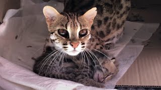 Asian Leopard Cat Bagheera Protects Her Son