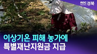 의성군, 이상기온 피해 농가에 특별재난지원금 지급/ 안동MBC