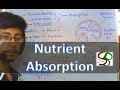 Physiology lecture - neutrients absorption