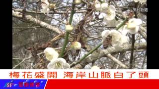 台東新聞 20130109 鸞山、霧鹿 梅花綻放迎賓.mpg