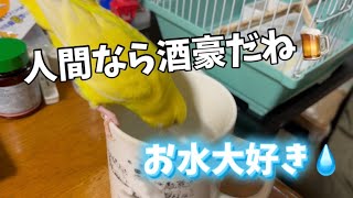 水をがぶ飲みするインコ🍺飲み過ぎには注意だよ〜⚠️