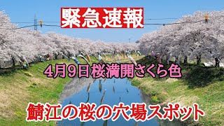 鯖江の桜の穴場スポット#絶景 #穴場 #桜、福井県鯖江市の桜の穴場スポットに行って来ました。