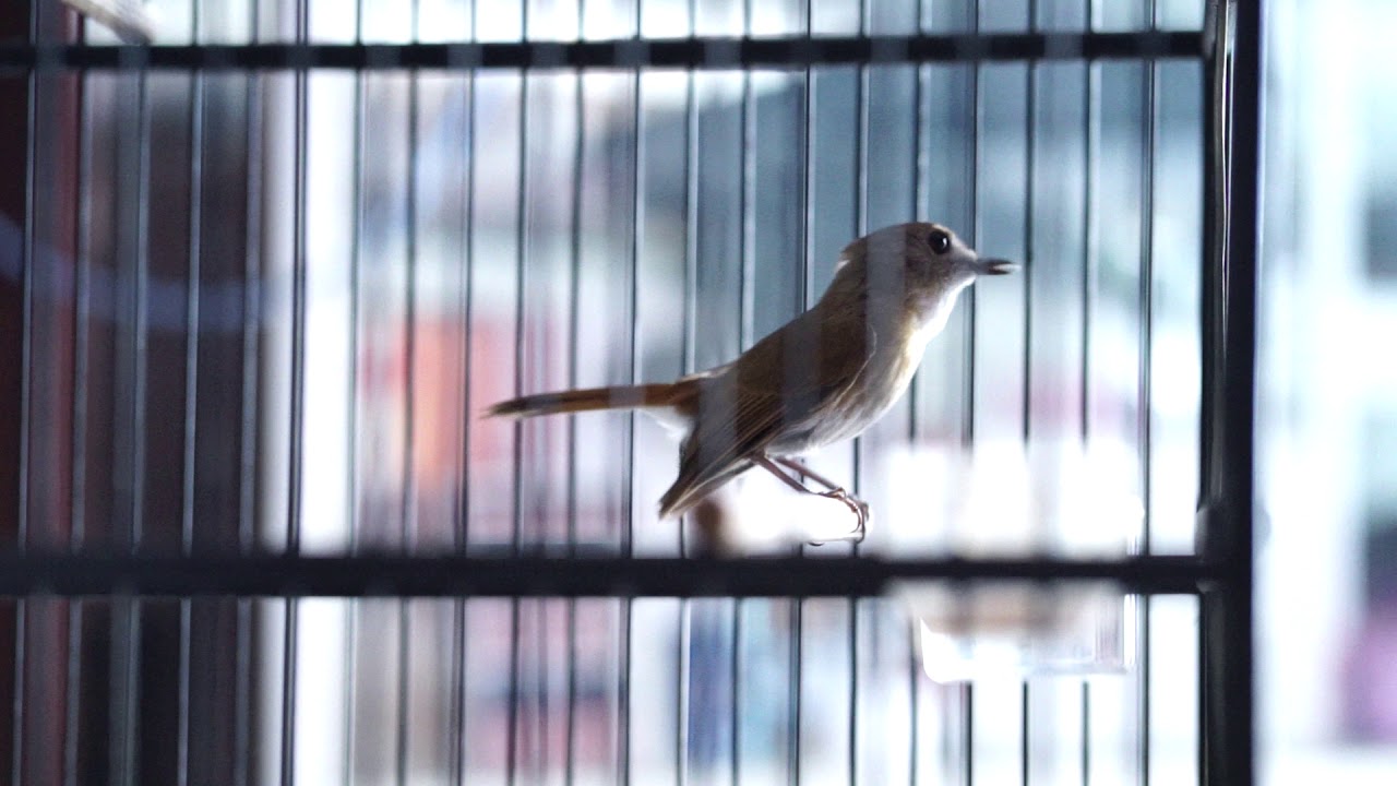 100 Burung Srdc