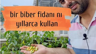 en erken biber toplamak için bunu yap.aynı biber fidesi ni yıllarca kullan