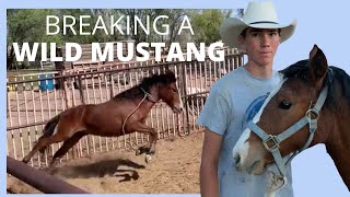 BREAKING A WILD MUSTANG |MAKING COLLEGE MONEY