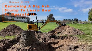 Removing A Big Ash Stump With My Hauyee SHY20