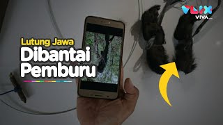 Biadab! Lutung Jawa Ditemukan Mati Tergantung Mengenaskan