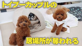 トイプーカップルの居場所が奪われる　🐶ひみつきちなう！#1🐶  (チワワ トイプードル 柴犬 ミックス犬 ヨークシャーテリア ミニチュアダックス ポメラニアン ビションフリーゼ) 2022年5月5日