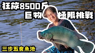 號稱狂放8500斤巨物極限挑戰 猜猜這條有多重? 最接近者得獎! 三步五食魚池【跟我去釣魚】 #池釣 #福壽魚