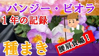 【パンジー・ビオラ】種まきシーズン到来　今こそあなたも種から育ててみないか（コツをつかめば簡単）