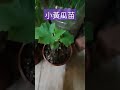 種植小黃苗，小黃瓜快快長大