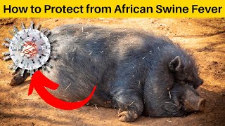 What is African Swine Fever | How it Spreads | How to Control and Symptoms | African Swine Flu