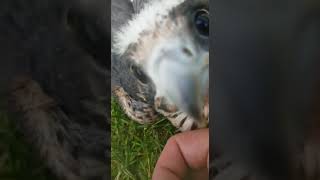 Peregrine Chick vs Camera!