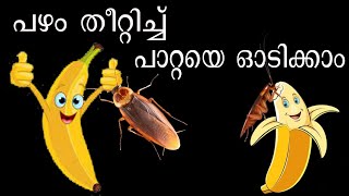 പഴം തീറ്റിച്ച് പാറ്റയെ ഓടിക്കാം || Cockroah Problems Solved