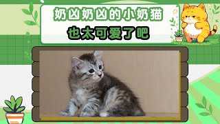 奶凶奶凶的小奶猫也太可爱了吧