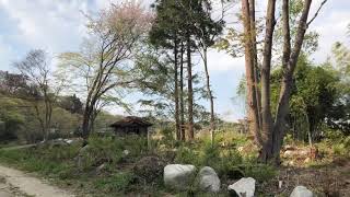 【高萩市】山の神神社の山桜