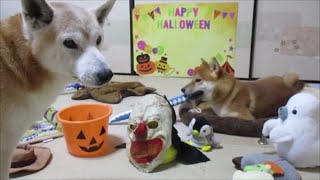 柴犬まめとちゃめの平凡な日常　その９🎃