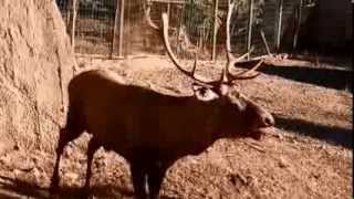 ირმის მყვირალობა / Bugling Deer