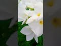 Nag champa flower#Plumeria pudica#plantation #my home garden #all season flower#viral #shorts