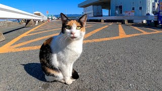 港で出会った三毛猫ちゃんを撫でるとゴロンと横になってカワイイ