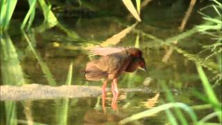 宗像の野鳥@動画 ヒクイナペアの羽繕い (2015.7)