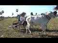 ox racing saley cart speed ox racing kompong spue cambodia​ v1