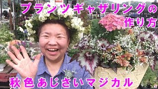 秋色あじさいハイドランジアマジカルシリーズで寄せ植えギャザリング【プランツギャザリングの作り方】23分22秒／花創人ガーデニング教室