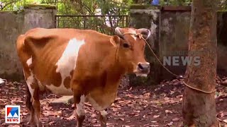 പാലക്കാട് പേവിഷബാധയേറ്റ പശു ചത്തു | Palakkad Cow Death